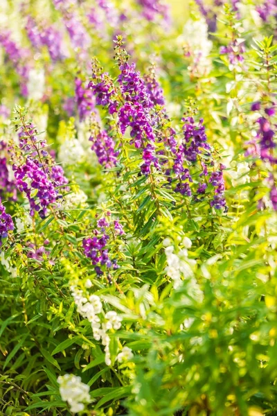 Giardino di fiori di lavanda — Foto Stock