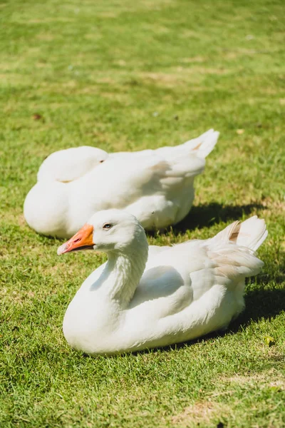 Bílá Husa pták — Stock fotografie