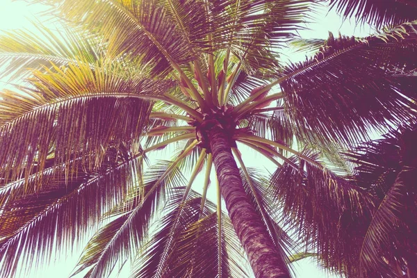 Coconut palm tree