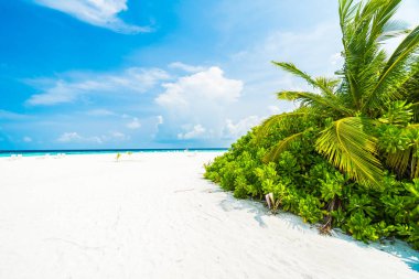 Güzel tropikal Maldivler resort otel ve ada plaj ve deniz ve gökyüzü için tatil tatil arka plan kavramı - Hindistan cevizi hurma ağacı ile alttan yukarıya ittirmek renk işleme