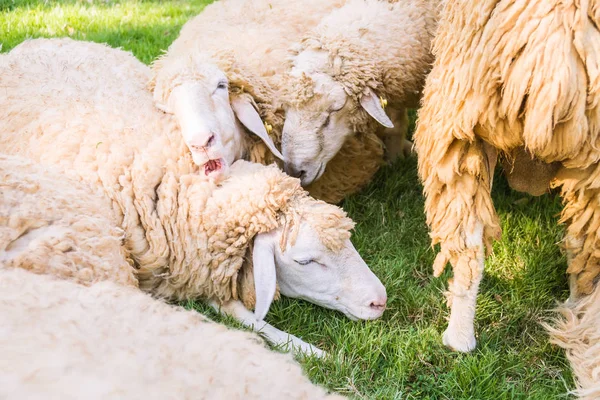 Πρόβατα σε πράσινο γρασίδι — Φωτογραφία Αρχείου