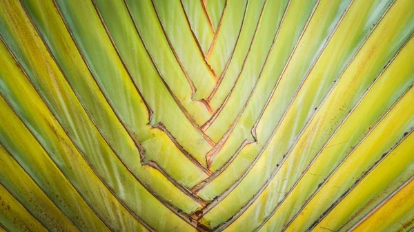 Texturas Árvores Banana Para Fundo — Fotografia de Stock