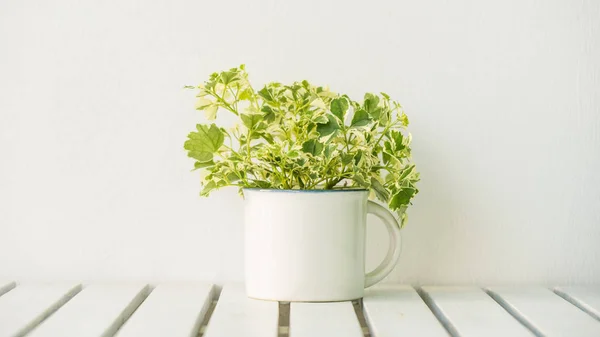 Vase Végétal Vert Sur Table Avec Espace Copie — Photo