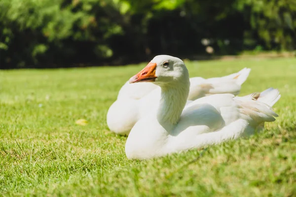 Uccello d'oca bianca — Foto Stock