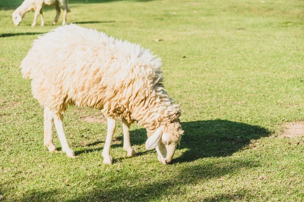 Ovelhas na grama verde — Fotografia de Stock