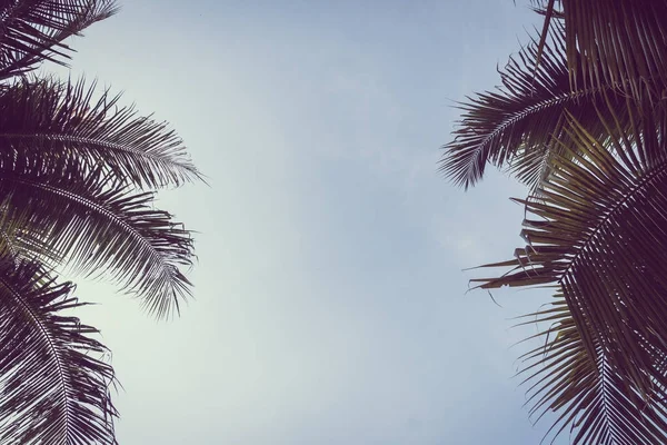 Kokosová palma plam s kopií prostoru na obloze — Stock fotografie