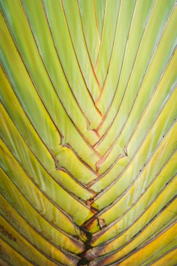 Muz ağacı dokular arka planı için