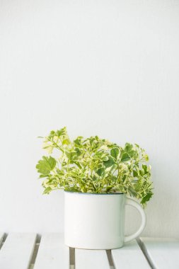 Yeşil vazo bitki kopya alanı tablo