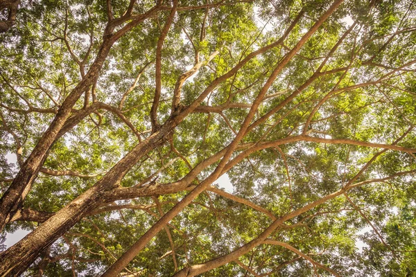 Ramo de árvore grande — Fotografia de Stock