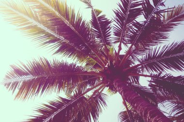 Hindistan cevizi palmiyesi