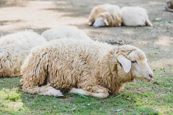 Sheep on green grass — Stock Photo, Image