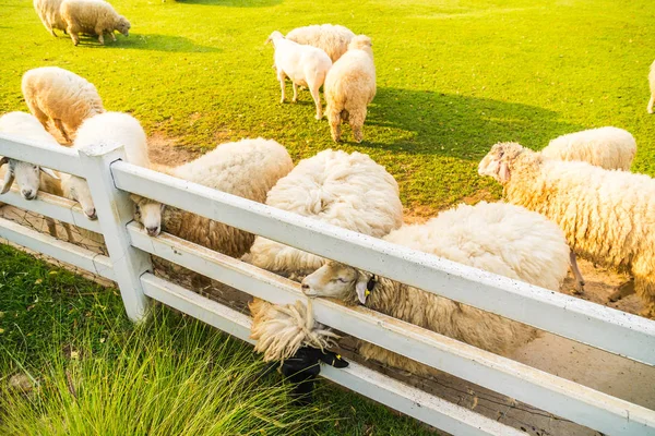 Schafe auf grünem Gras — Stockfoto