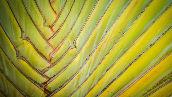 Banaan Boom Texturen Voor Achtergrond — Stockfoto