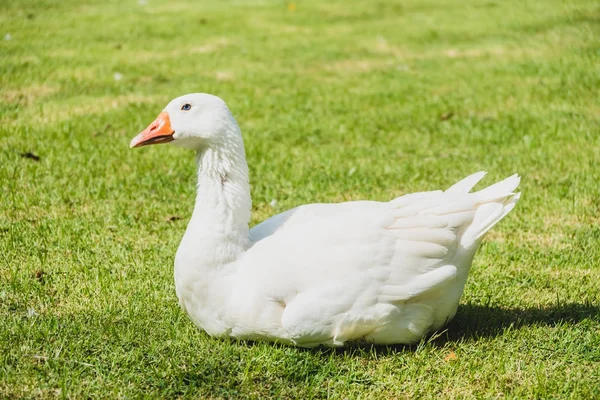 Pássaro de ganso branco — Fotografia de Stock