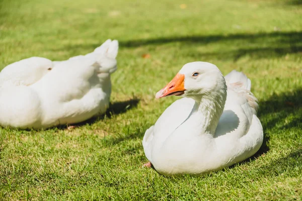 White goose bird — Stock Photo, Image