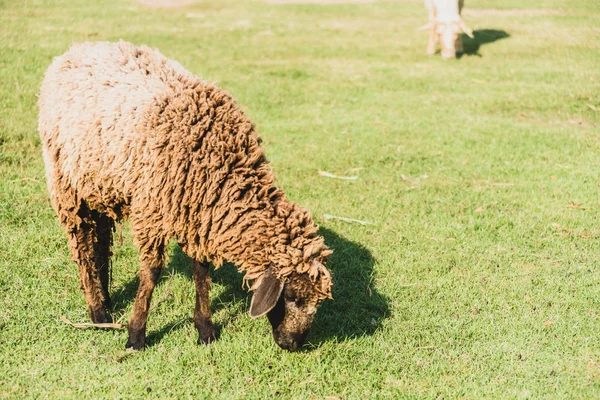 Schafe auf grünem Gras — Stockfoto