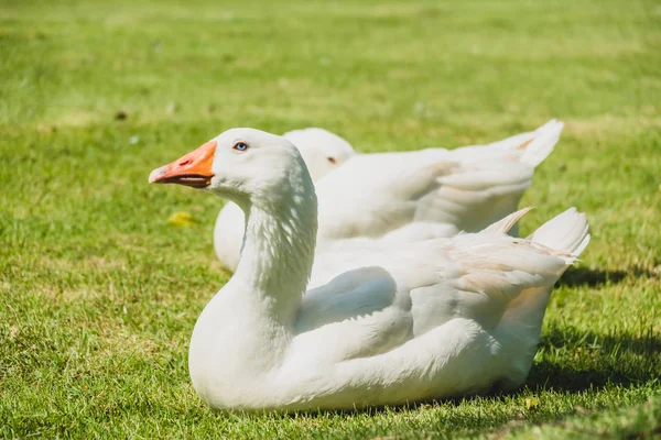 White goose bird — Stock Photo, Image
