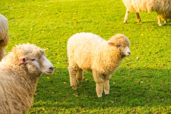 Ovce na zelené trávě — Stock fotografie