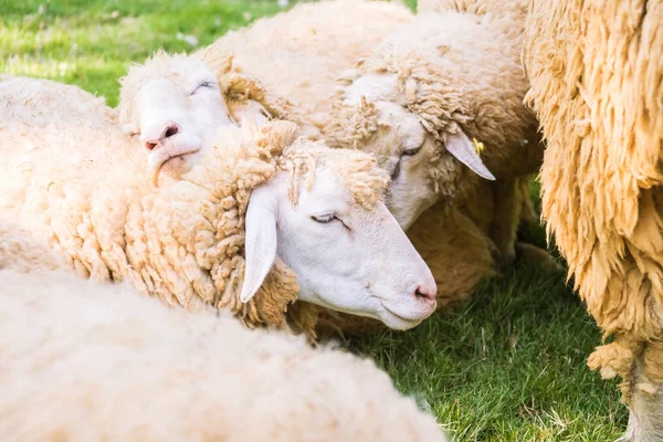 Schafe auf grünem Gras — Stockfoto