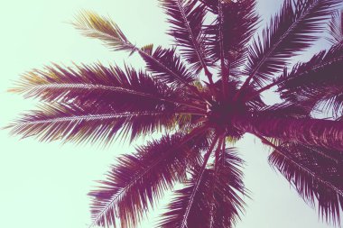 Hindistan cevizi palmiyesi