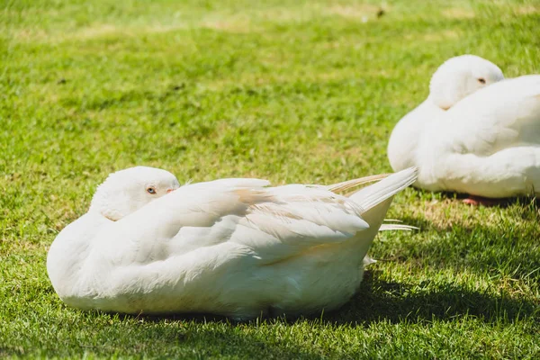 White goose bird — Stock Photo, Image