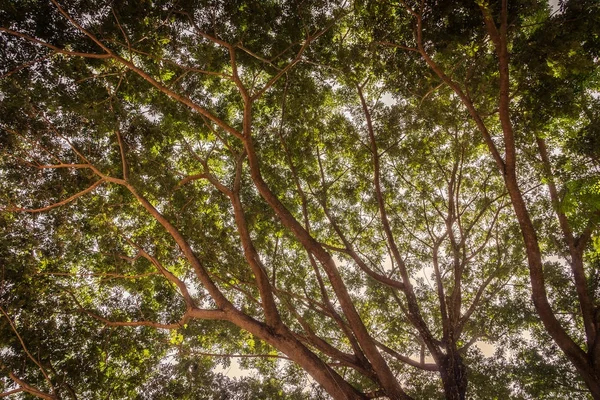 Ветвь большого дерева — стоковое фото