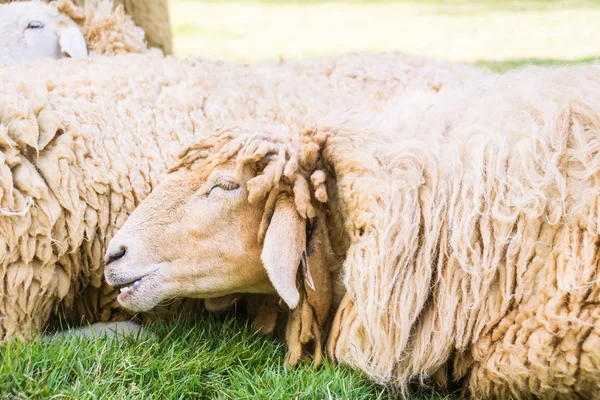 Moutons sur herbe verte — Photo