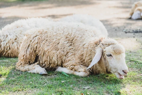 Πρόβατα σε πράσινο γρασίδι — Φωτογραφία Αρχείου