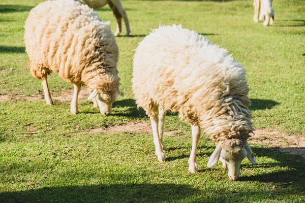 Schafe auf grünem Gras — Stockfoto