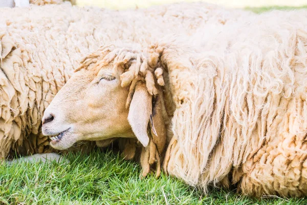 Sheep on green grass — Stock Photo, Image