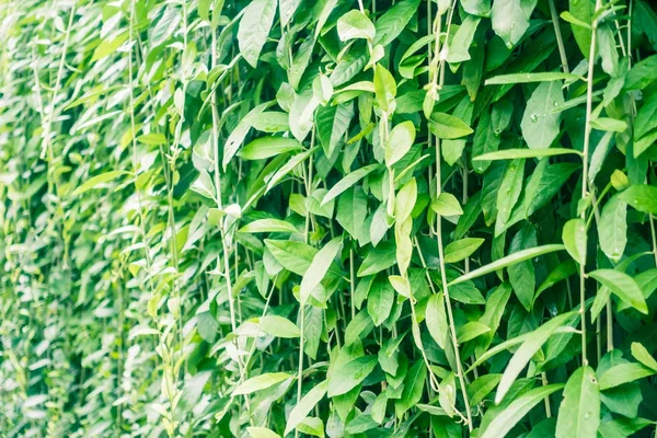 Green leaf — Stock Photo, Image