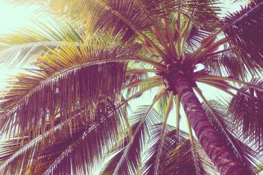 Hindistan cevizi palmiye ağacı üzerinde sky - Vintage filtre
