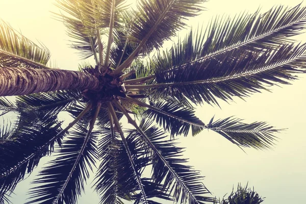 椰子棕榈树在天空 老式过滤器 — 图库照片