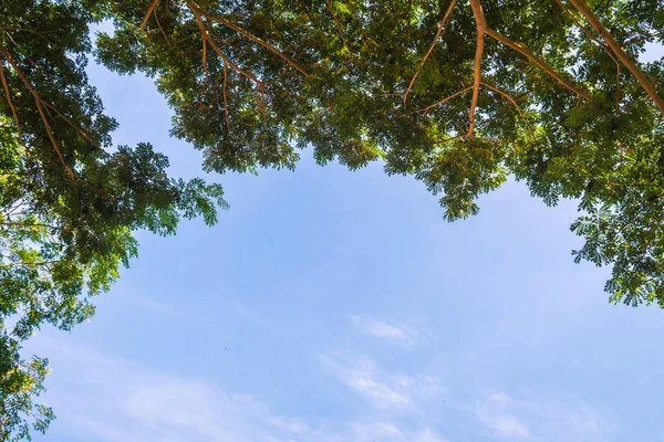 Ramo Árvore Grande Com Espaço Cópia Fundo Céu Azul — Fotografia de Stock