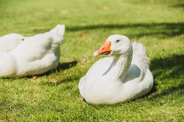 White Goose Bird Green Field — Stock Photo, Image