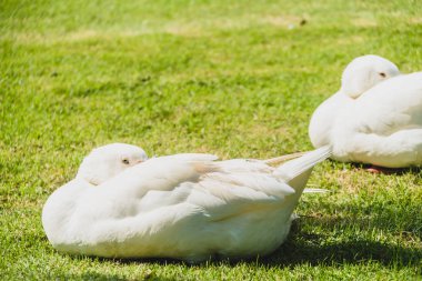 Beyaz kaz kuş yeşil sahada