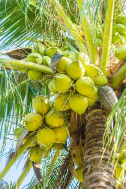 gökyüzü arka plan üzerine Hindistan cevizi hurma ağacı