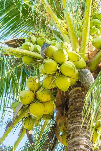 Coconut Palm Tree Hemelachtergrond — Stockfoto