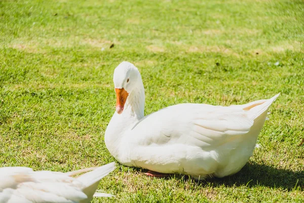 White Goose Bird Green Field — Stock Photo, Image