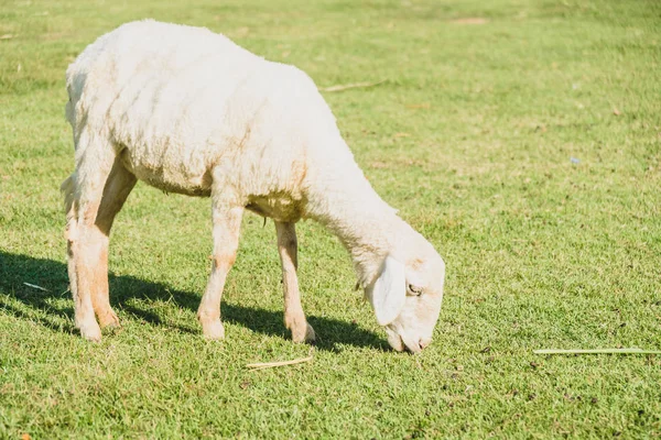 Moutons Sur Herbe Verte Ferme — Photo