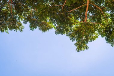 büyük ağaç dalı