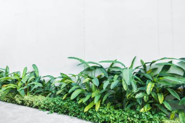 Ağaç yaprağı kopya alanı için duvardaki beyaz duvar