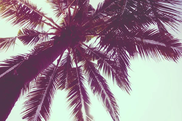 Cocos Palm Tree Sky Vintage Filter — Stockfoto