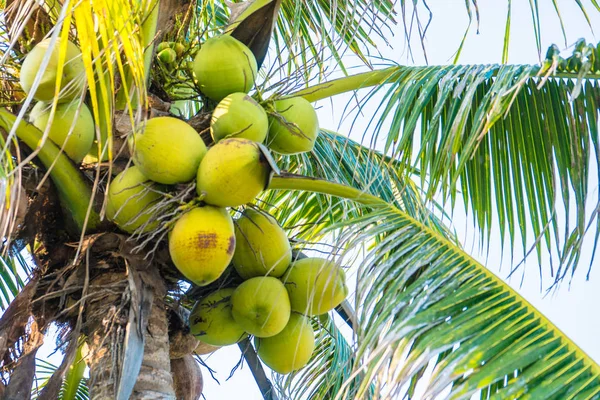 Kokosnoot boom — Stockfoto