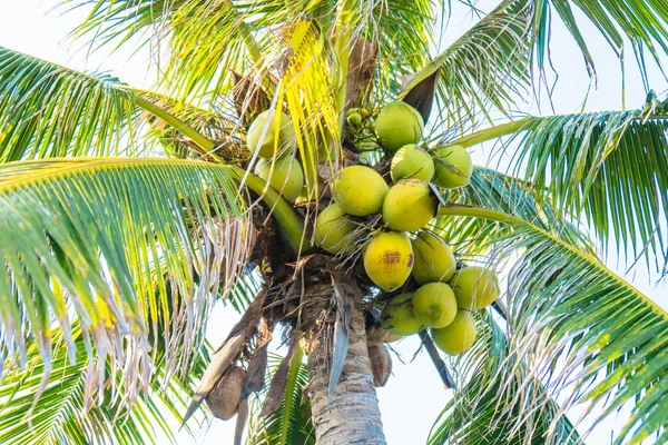 Kokosnoot boom — Stockfoto