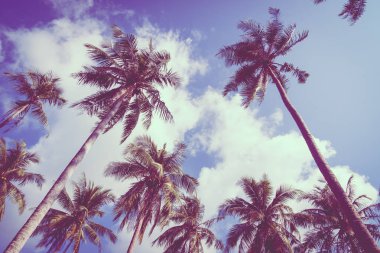 Hindistan cevizi palmiye ağacı üzerinde sky