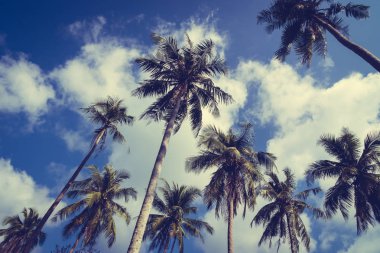 Hindistan cevizi palmiye ağacı üzerinde sky