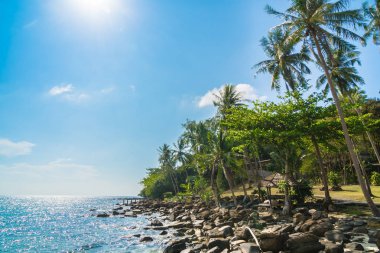 Plaj ve deniz Hindistan cevizi hurma ağacı