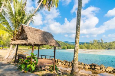 Plaj ve deniz Hindistan cevizi hurma ağacı