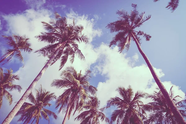 Hindistan cevizi palmiye ağacı üzerinde sky